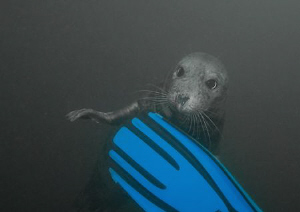 Fin chewing seal.
Farne Islands. Oct 08.
D200 10.5mm.
 by Mark Thomas 